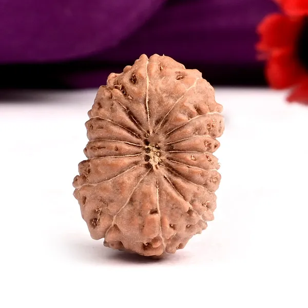 15_Mukhi_From_Java_Indonesia_Large_Cx