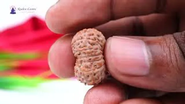 15_Mukhi_From_Java_Indonesia_Large_Cx