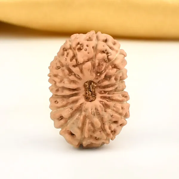 16_Mukhi_From_Java_Indonesia_Large_Cxiii