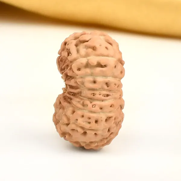 16_Mukhi_From_Java_Indonesia_Large_Cxiii
