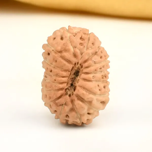 16_Mukhi_From_Java_Indonesia_Large_Cxiii