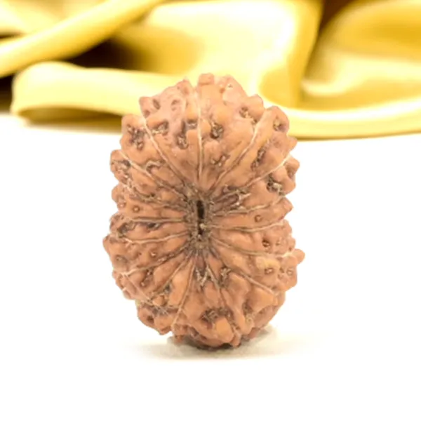 16_Mukhi_From_Java_Indonesia_Small_Cxlviii