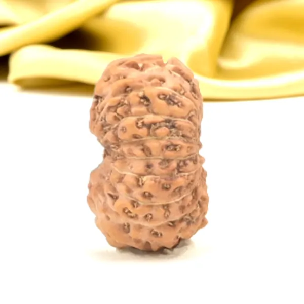 16_Mukhi_From_Java_Indonesia_Small_Cxlviii