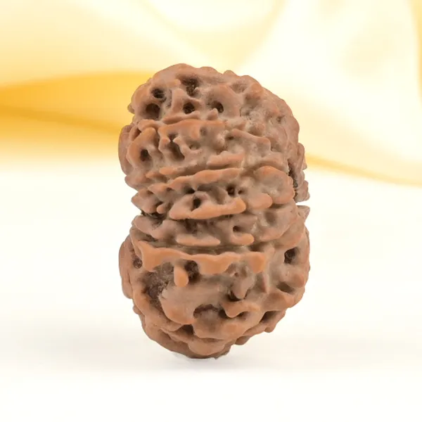 11_Mukhi_From_Nepal_Small_Cccxlv