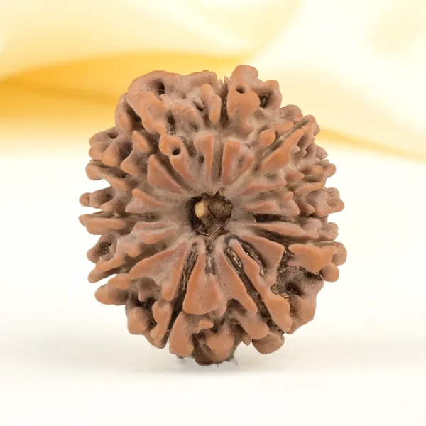11_Mukhi_From_Nepal_Small_Cccxlv