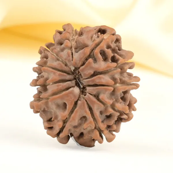 11_Mukhi_From_Nepal_Small_Cccxlv