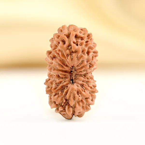 19_Mukhi_From_Java_Indonesia_Small_Cxc