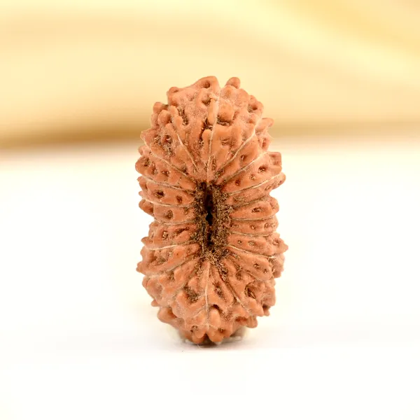 19_Mukhi_From_Java_Indonesia_Small_Cxc