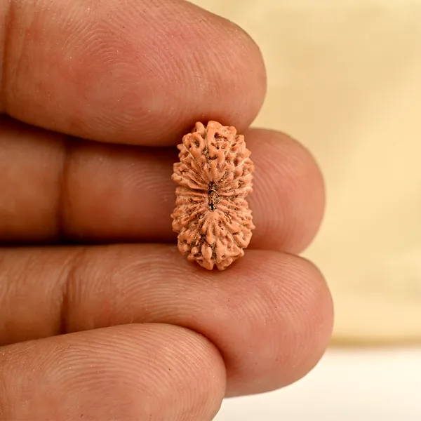 19_Mukhi_From_Java_Indonesia_Small_Cxc