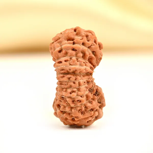 19_Mukhi_From_Java_Indonesia_Small_Cxc