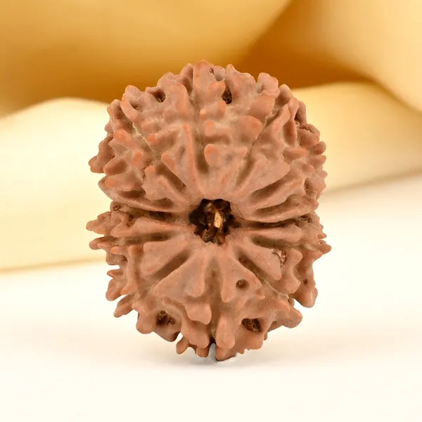 13_Mukhi_From_Nepal_Small_Cdx