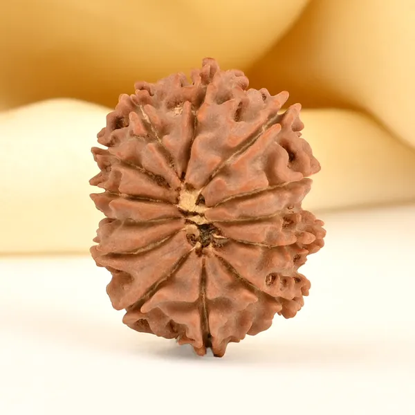 13_Mukhi_From_Nepal_Small_Cdx