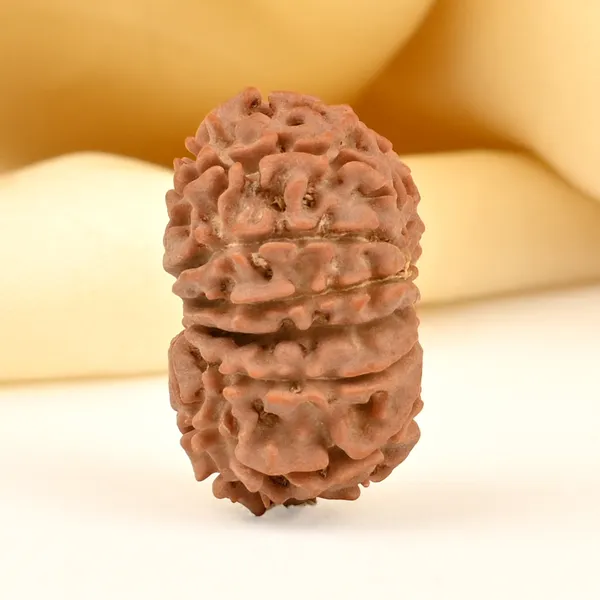 13_Mukhi_From_Nepal_Small_Cdx