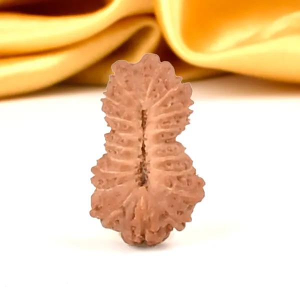 19_Mukhi_From_Java_Indonesia_Small_Cxlviii
