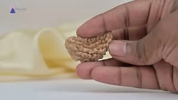 1_Mukhi_Half_Moon_Collector_X