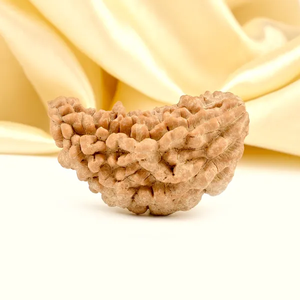 1_Mukhi_Half_Moon_Collector_X