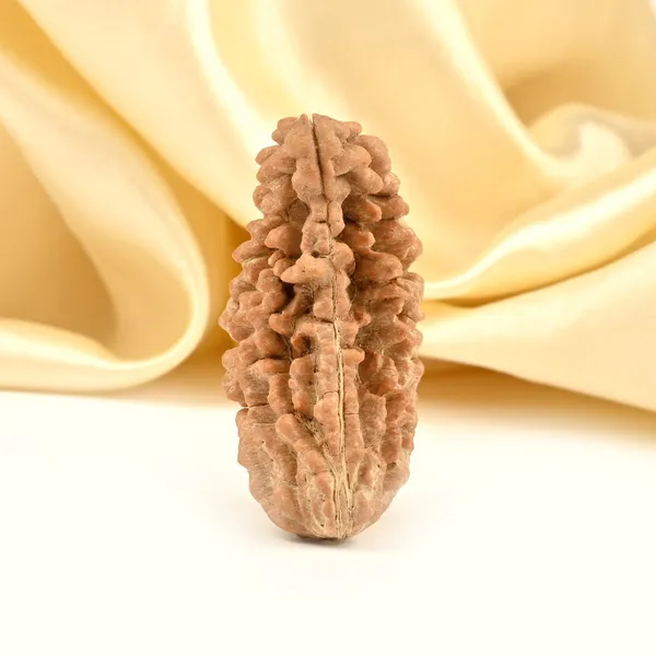 1_Mukhi_Half_Moon_Collector_X