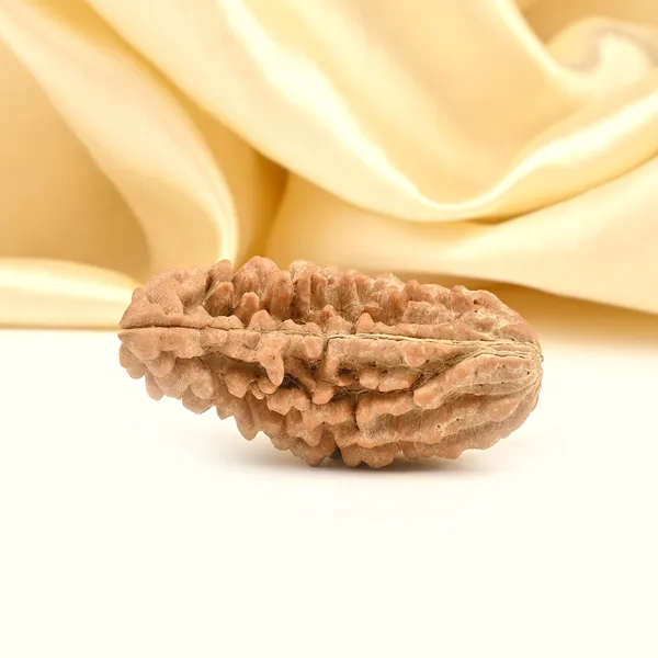 1_Mukhi_Half_Moon_Collector_X