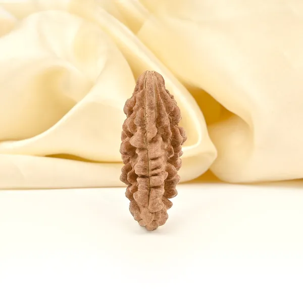 1_Mukhi_Half_Moon_Large_Xxx