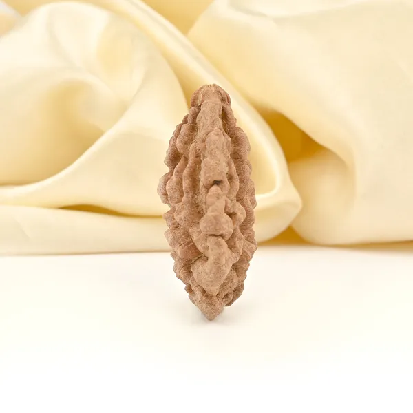 1_Mukhi_Half_Moon_Large_Xxx