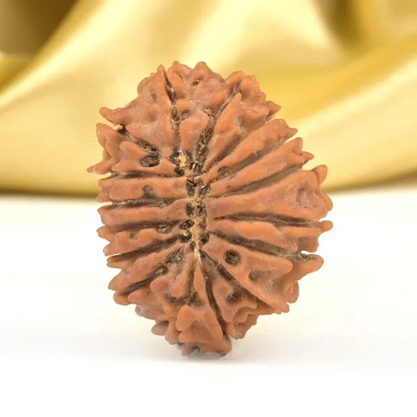 16_Mukhi_From_Nepal_Small_Xli