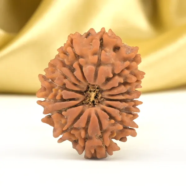 16_Mukhi_From_Nepal_Small_Xli