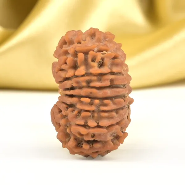 16_Mukhi_From_Nepal_Small_Xli