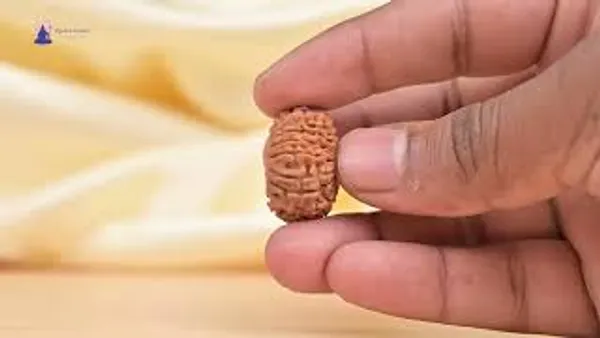 16_Mukhi_From_Nepal_Small_Xli