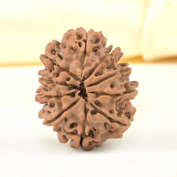 10_Mukhi_From_Nepal_Small_Cdxxxiii