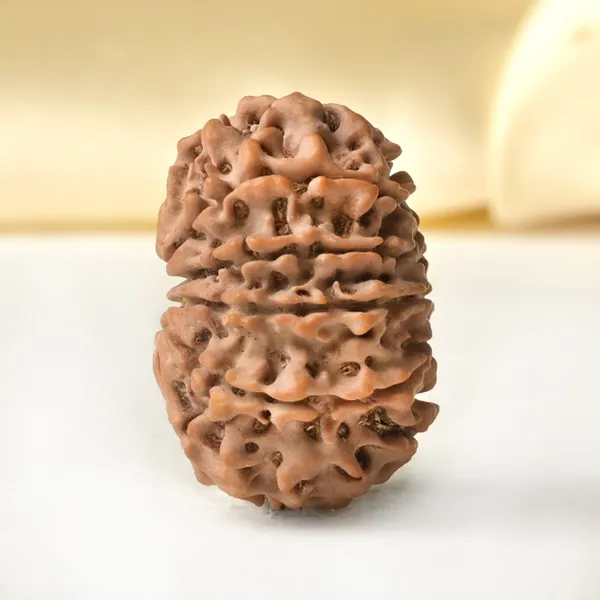 10_Mukhi_From_Nepal_Small_Cdxxxiii
