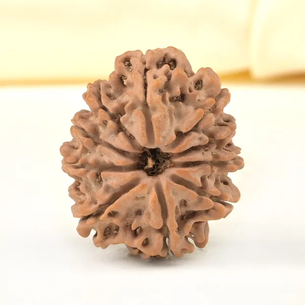 10_Mukhi_From_Nepal_Small_Cdxxxiii