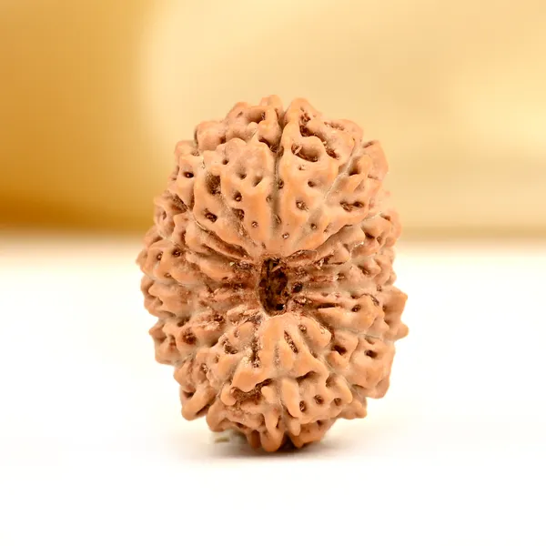 15_Mukhi_From_Java_Indonesia_Small_Ccxciii