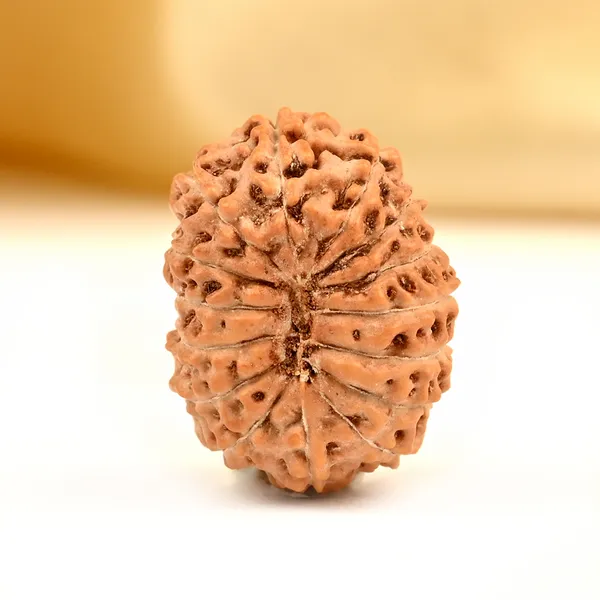 15_Mukhi_From_Java_Indonesia_Small_Ccxciii