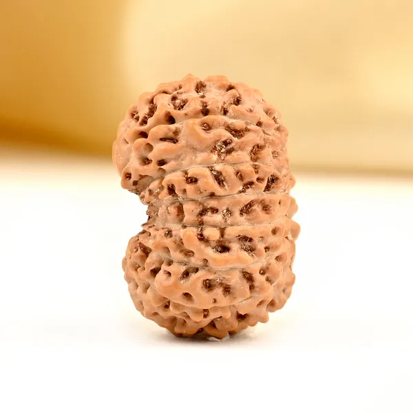 15_Mukhi_From_Java_Indonesia_Small_Ccxciii