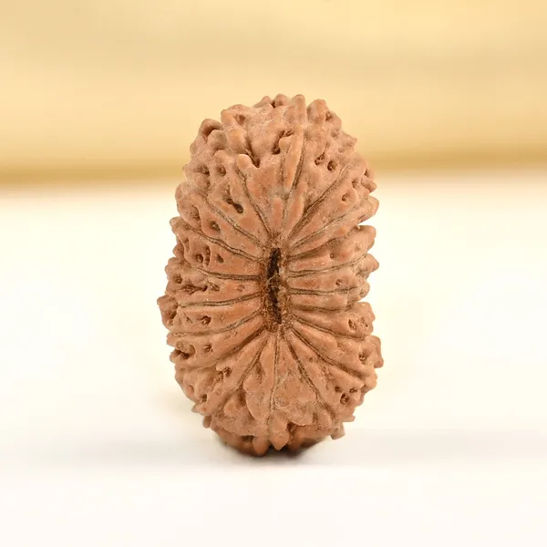 Techpandit_19_Mukhi_Rudraksha_Bead_Indonesia