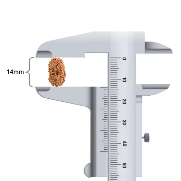 Techpandit_19_Mukhi_Rudraksha_Bead_Indonesia