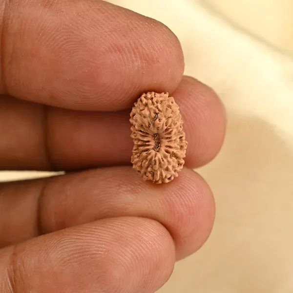 Techpandit_19_Mukhi_Rudraksha_Bead_Indonesia