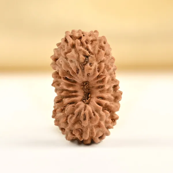 Techpandit_19_Mukhi_Rudraksha_Bead_Indonesia