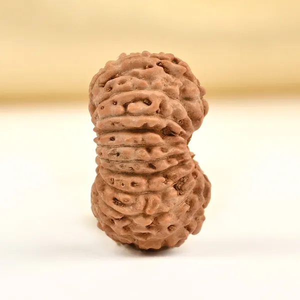 Techpandit_19_Mukhi_Rudraksha_Bead_Indonesia