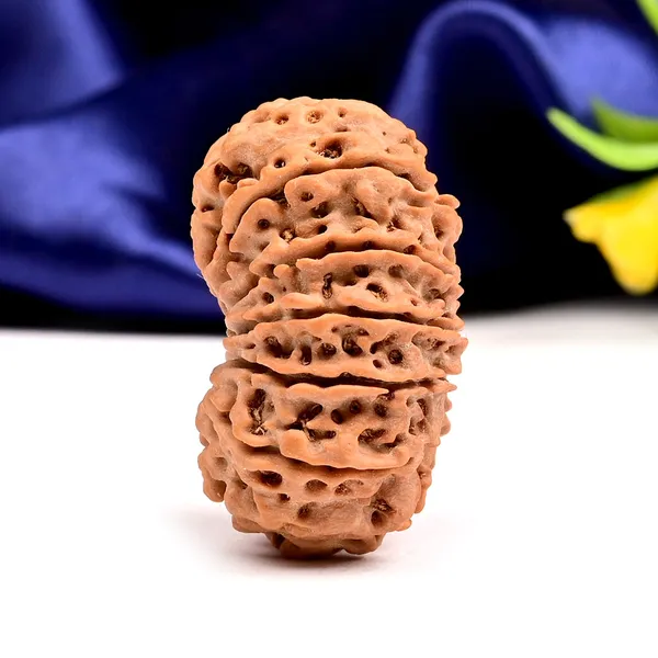 13_Mukhi_From_Nepal_Large_Cxxxiv
