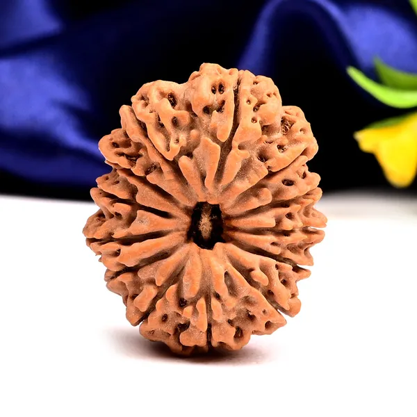 13_Mukhi_From_Nepal_Large_Cxxxiv