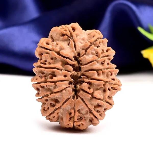 13_Mukhi_From_Nepal_Large_Cxxxiv