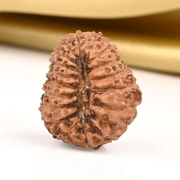 19_Mukhi_From_Java_Indonesia_Small_Clvii