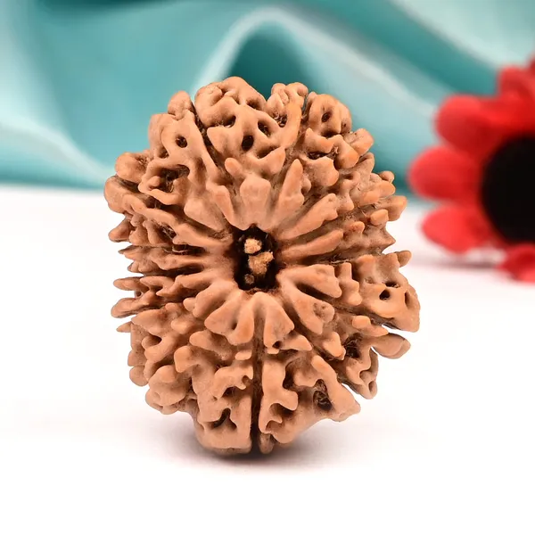 Techpandit_13_Mukhi_Nepal_Brown_Rudraksha_Bead