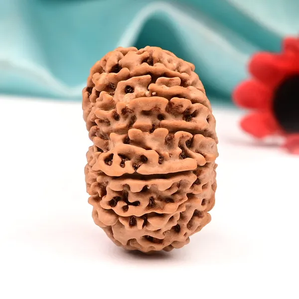 Techpandit_13_Mukhi_Nepal_Brown_Rudraksha_Bead