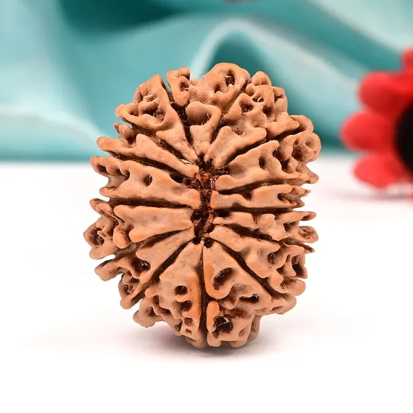 Techpandit_13_Mukhi_Nepal_Brown_Rudraksha_Bead