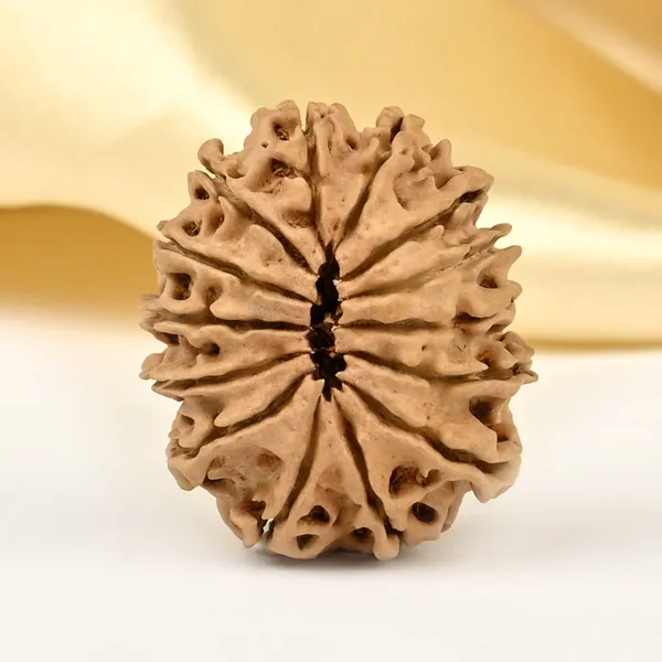 14_Mukhi_From_Nepal_Small_Cclxxix