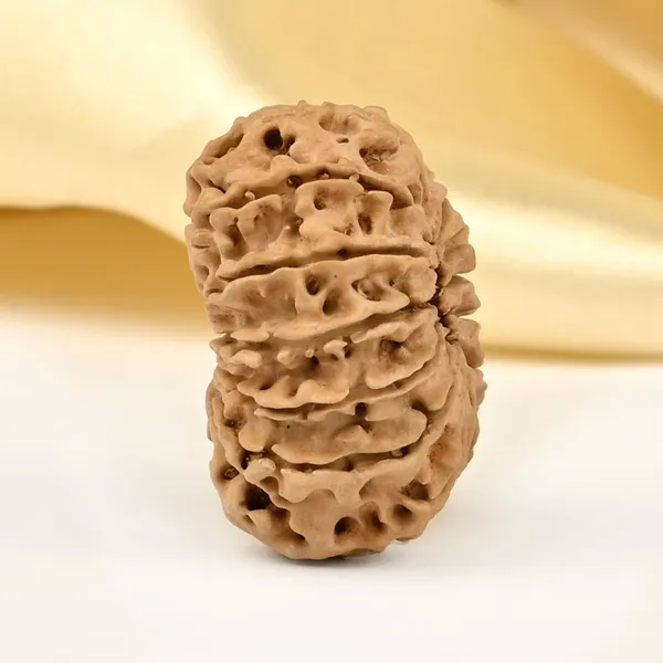 14_Mukhi_From_Nepal_Small_Cclxxix