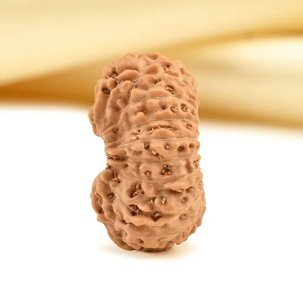 19_Mukhi_Rudraksha_Bead_Indonesia_Origin_Narayana