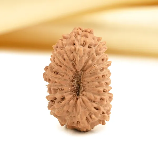 19_Mukhi_Rudraksha_Bead_Indonesia_Origin_Narayana